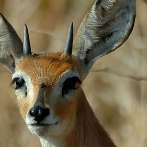 Steenbok