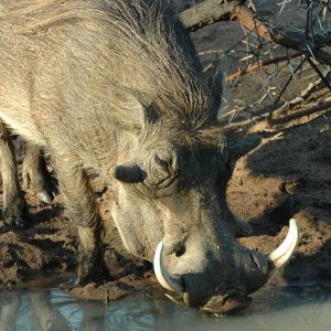 Warthog