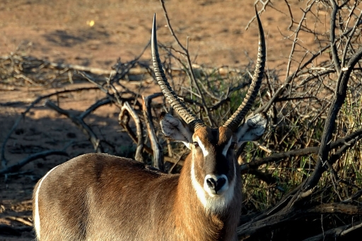 Waterbuck