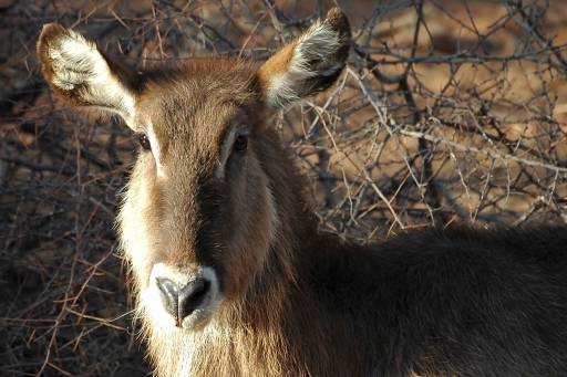 Waterbuck