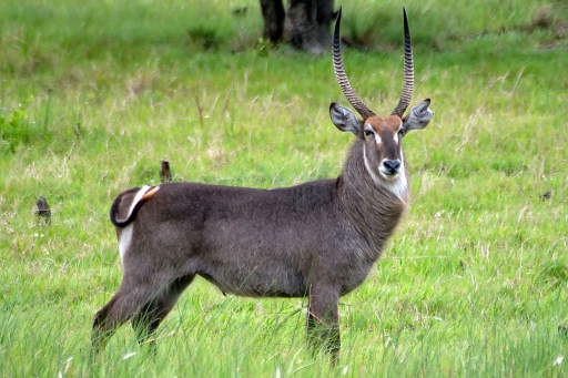 Waterbuck