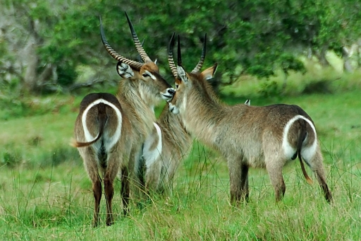 Waterbuck