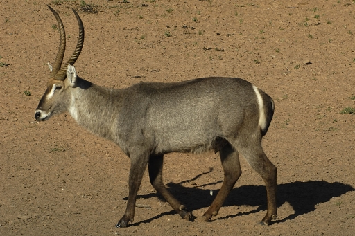 Waterbuck