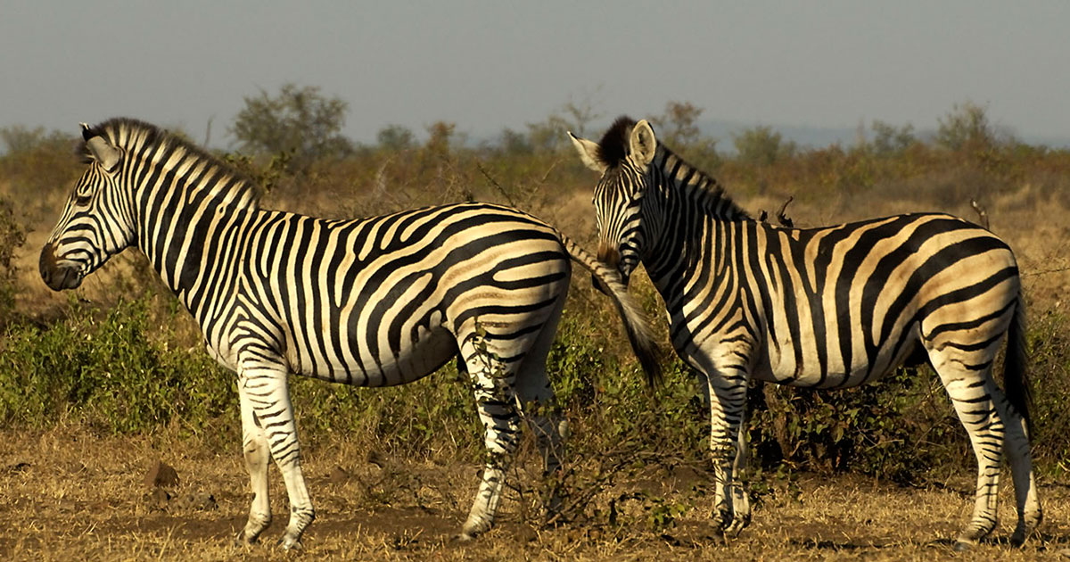 Zebras