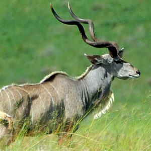 Kudu