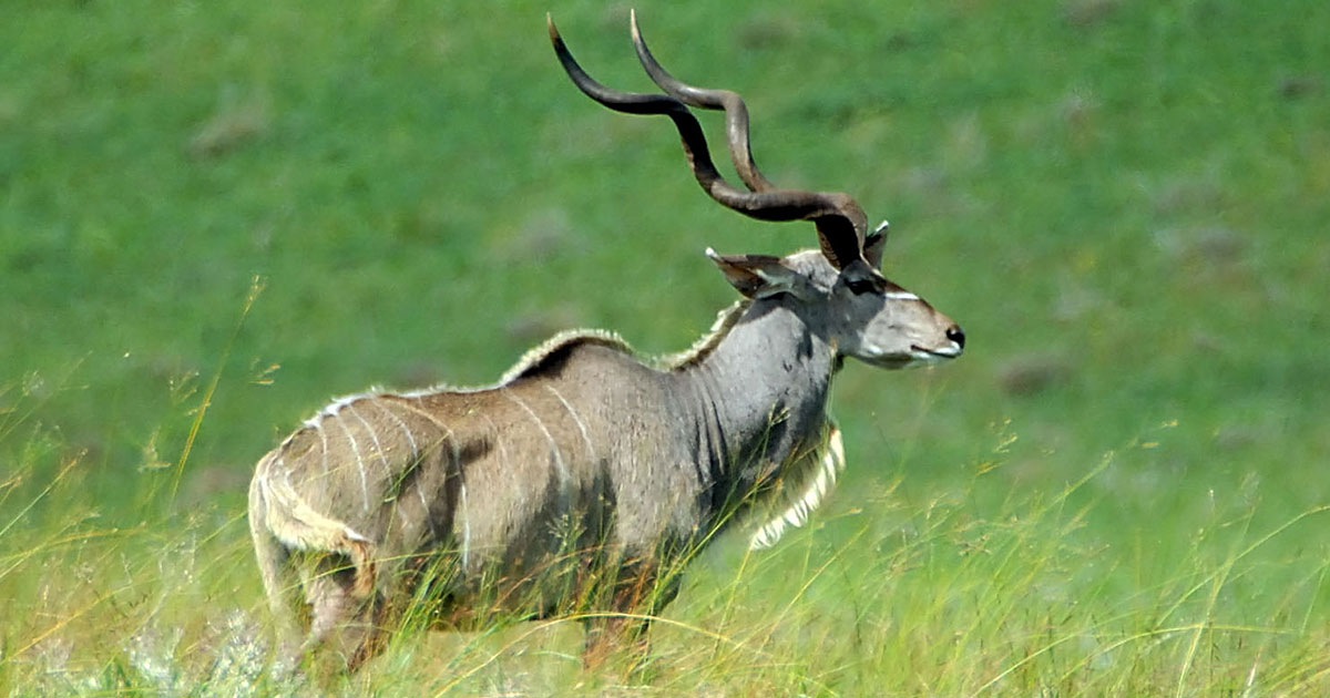 Kudu