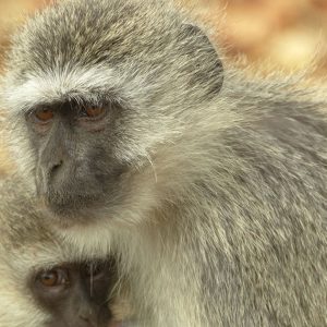 Vervet Monkey