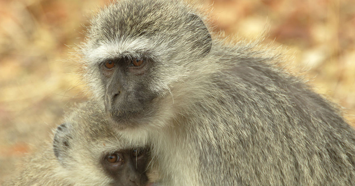 Vervet Monkey