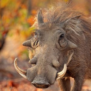 Warthog's rugged good looks
