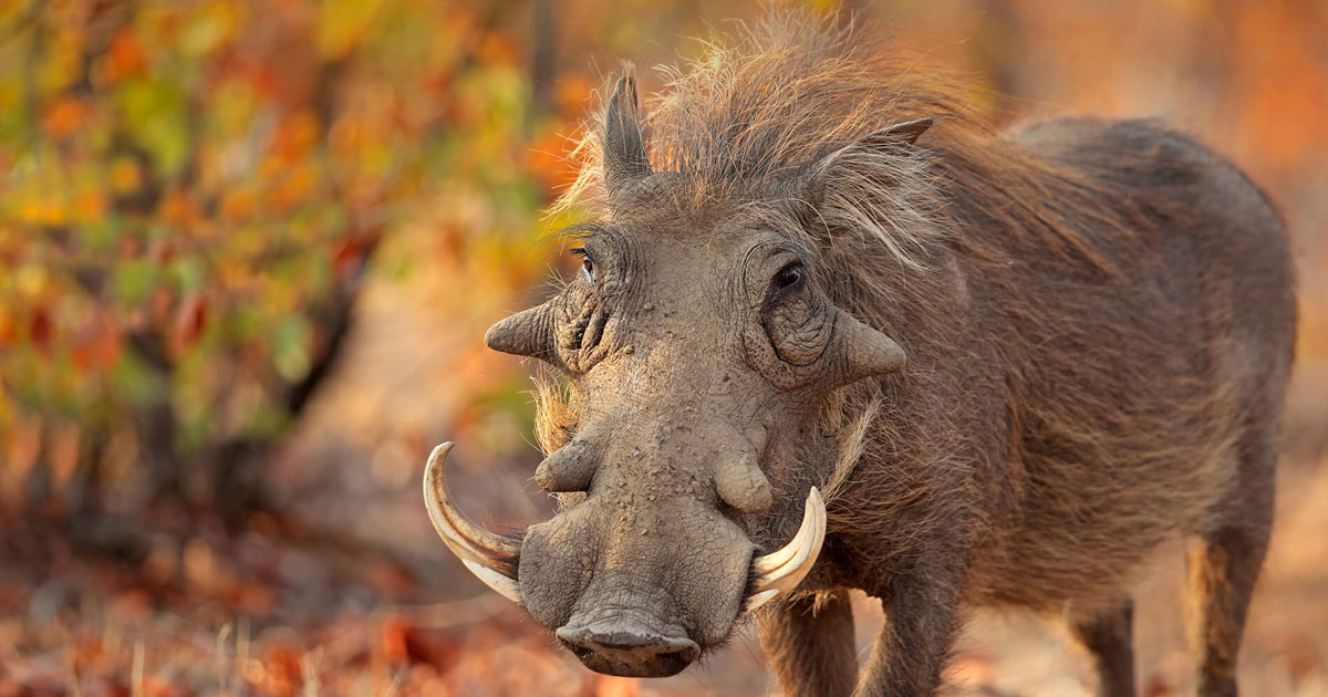 Warthog's rugged good looks