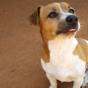 The need for tracker dogs