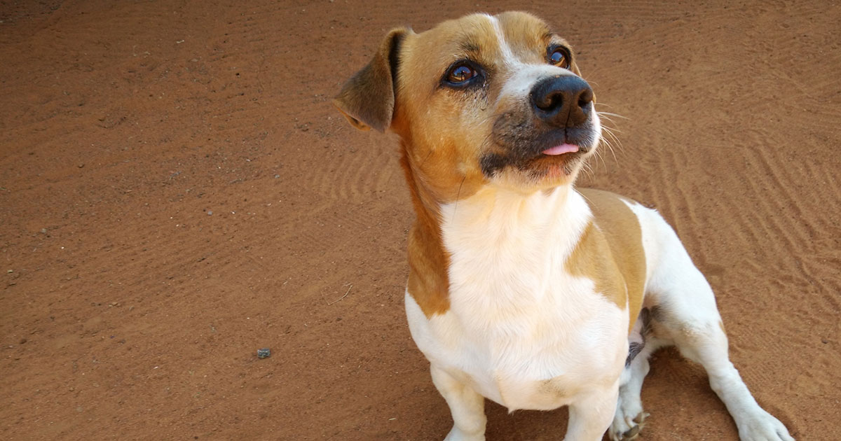 The need for tracker dogs