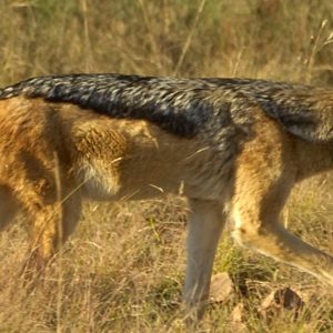 Black-Backed Jackal