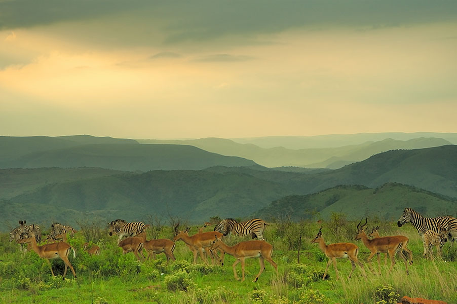 Kwazulu-Natal Game Reserves and Battlefields