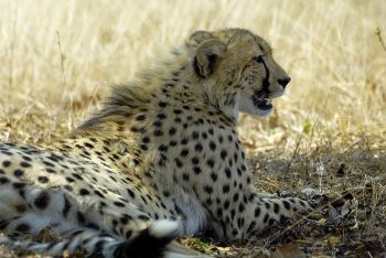 Kruger National Park