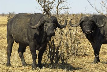 Kruger National Park