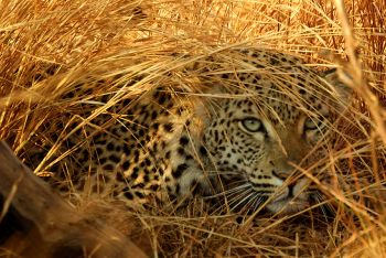 Kruger National Park