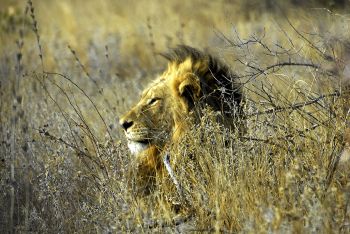 Kruger National Park