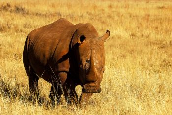 Kruger National Park