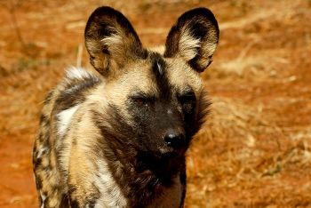 Kruger National Park