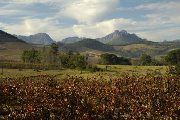 Cape Winelands