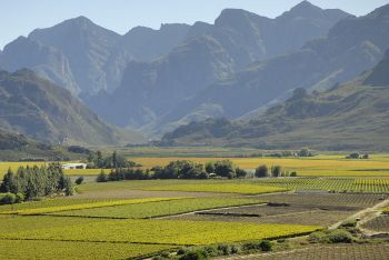 Cape Winelands