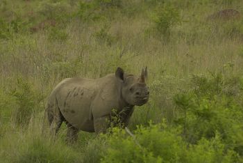 Kwazulu-Natal Game Reserves and Battlefields