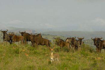 Kwazulu-Natal Game Reserves and Battlefields