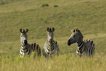 Kwazulu-Natal Game Reserves and Battlefields