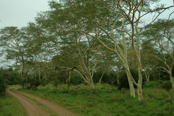 Kwazulu-Natal Game Reserves and Battlefields