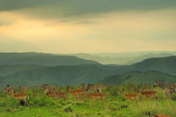 Kwazulu-Natal Game Reserves and Battlefields