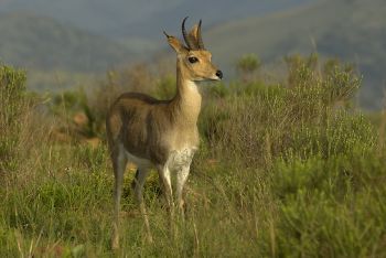 Kwazulu-Natal Game Reserves and Battlefields
