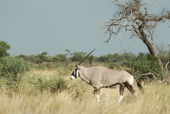 The Kalahari